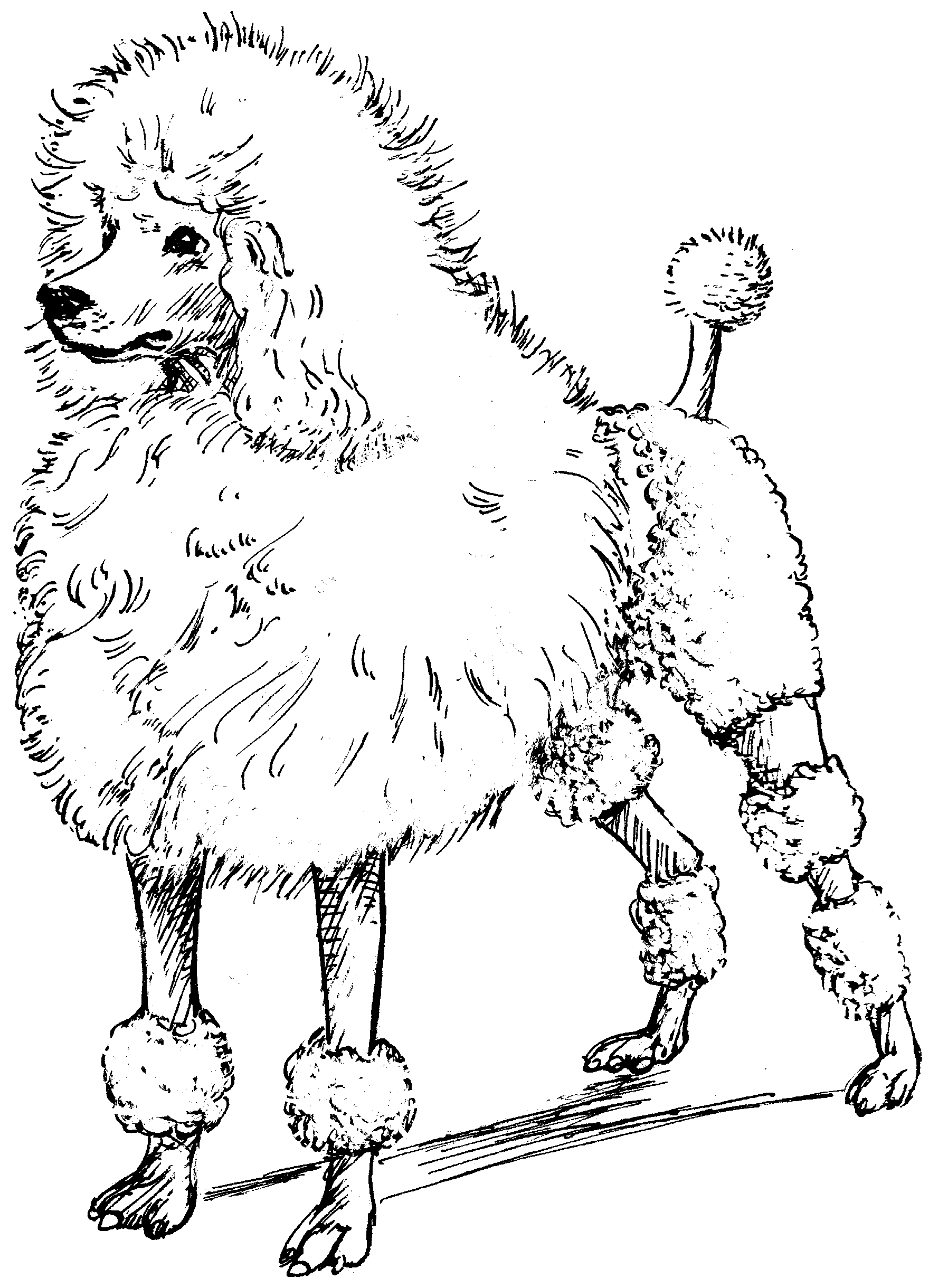 Poodles C Coloring Book Coloring Pages
