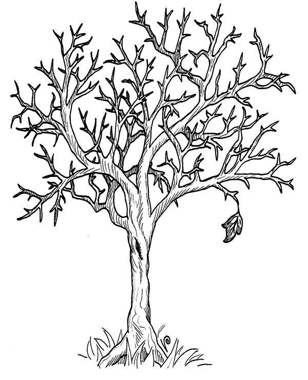 Tree Without Leaves Coloring Page at GetColorings.com | Free printable