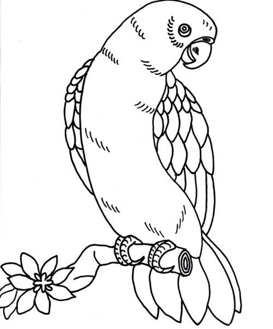 Tropical Bird Coloring Pages at GetColorings.com | Free ...