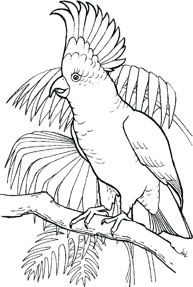 Tropical Bird Coloring Pages at Free