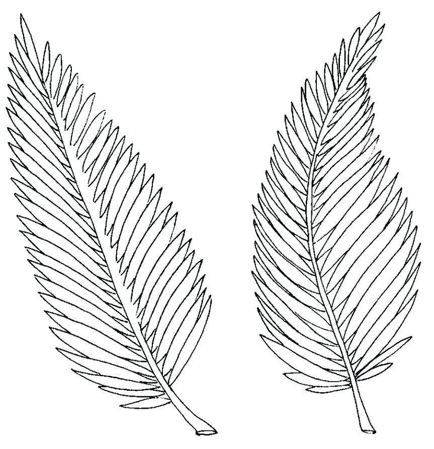 Printable Palm Leaf Stencil / 4 Best Palm Leaf Template Printable