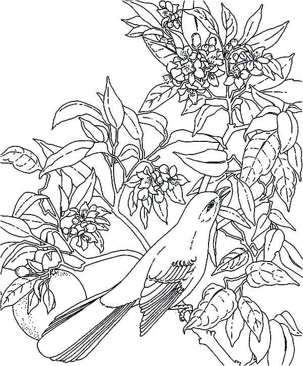 Tropical Leaves Coloring Pages at GetColorings.com | Free printable