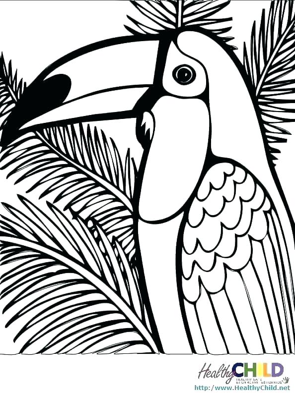 Tropical Rainforest Animals Coloring Pages at Free