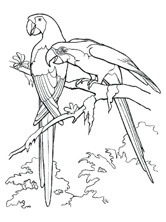 Tropical Rainforest Animals Coloring Pages at GetColorings.com | Free