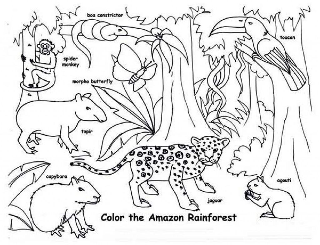 Tropical Rainforest Animals Coloring Pages at Free