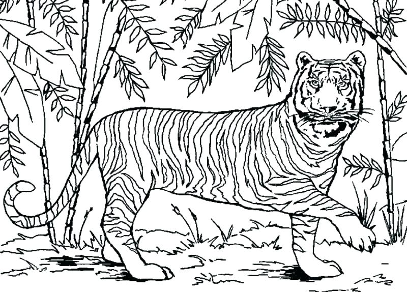 Tropical Rainforest Animals Coloring Pages at GetColorings.com | Free