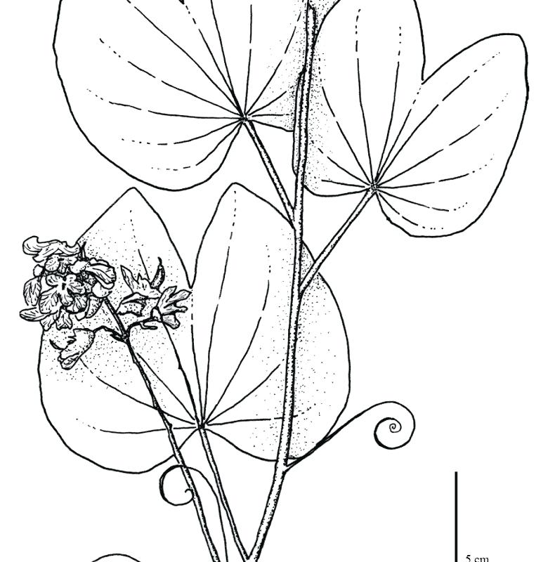 Tropical Island Coloring Pages at GetColorings.com | Free printable