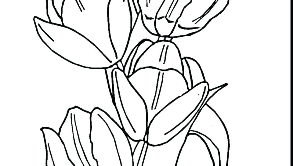 Tulip Coloring Pages at GetColorings.com | Free printable colorings