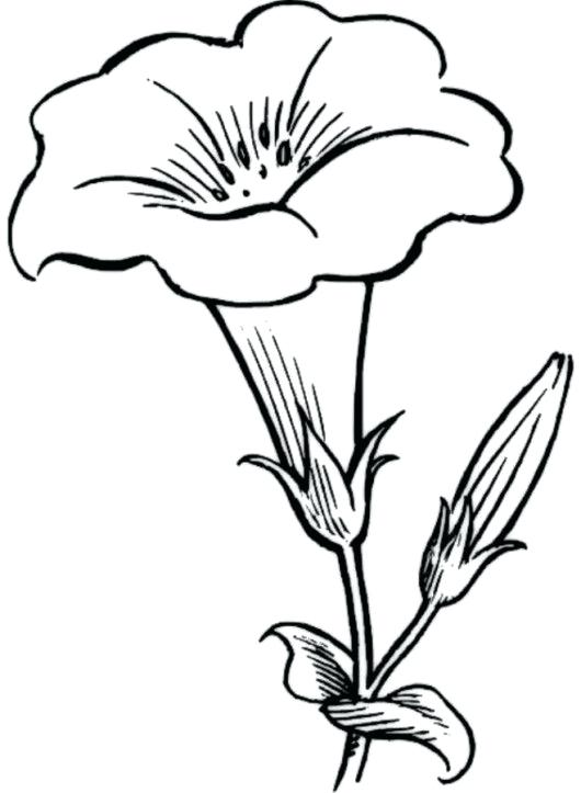 a-black-and-white-drawing-of-tulips-in-a-vase-with-leaves-on-it