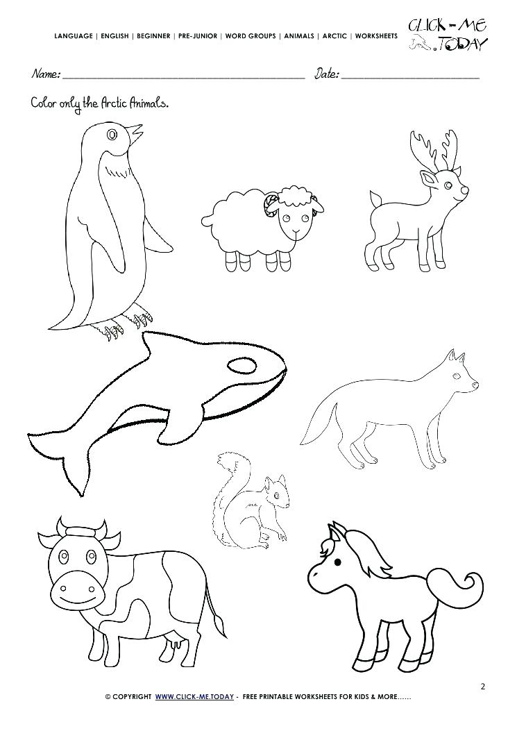 Tundra Animals Coloring Pages at GetColorings.com | Free printable