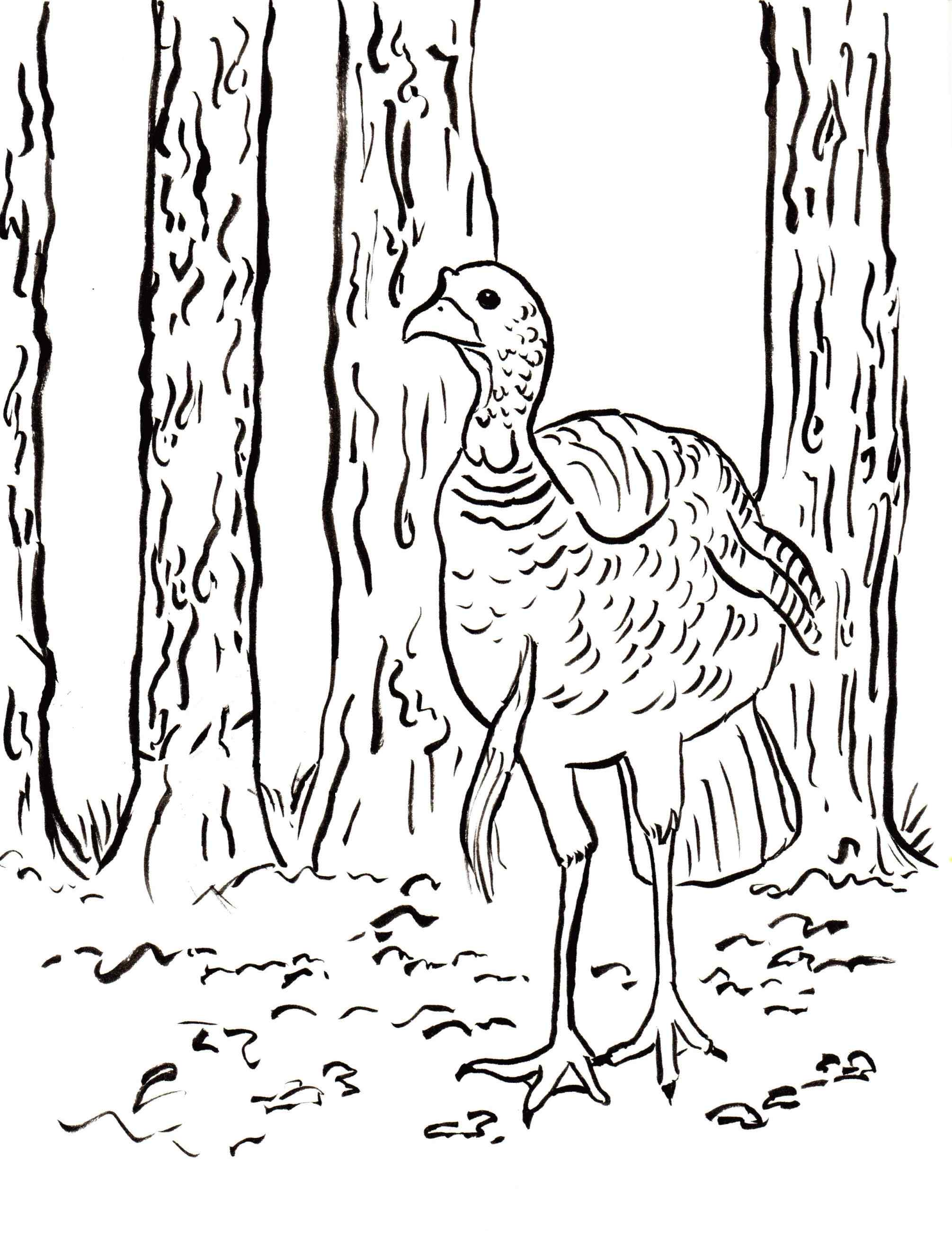 Turkey Hunting Coloring Pages at GetColorings.com | Free printable