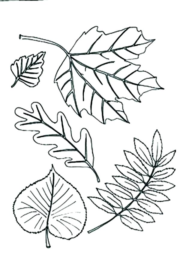 Types Of Coloring Pages at GetColorings.com | Free printable colorings