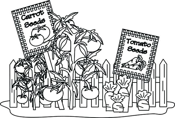 Vegetable Garden Coloring Pages At GetColorings Free Printable Colorings Pages To Print 