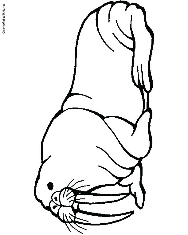 Walrus Coloring Page at GetColorings.com | Free printable colorings