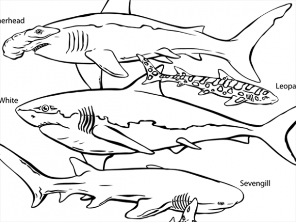 Water Animals Coloring Pages at GetColorings.com | Free printable