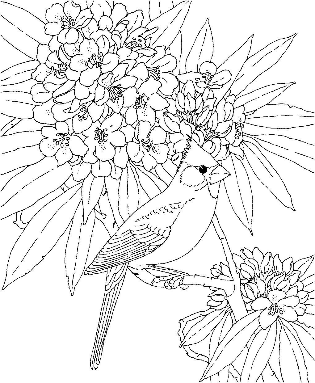 West Virginia Coloring Pages at GetColorings.com | Free printable