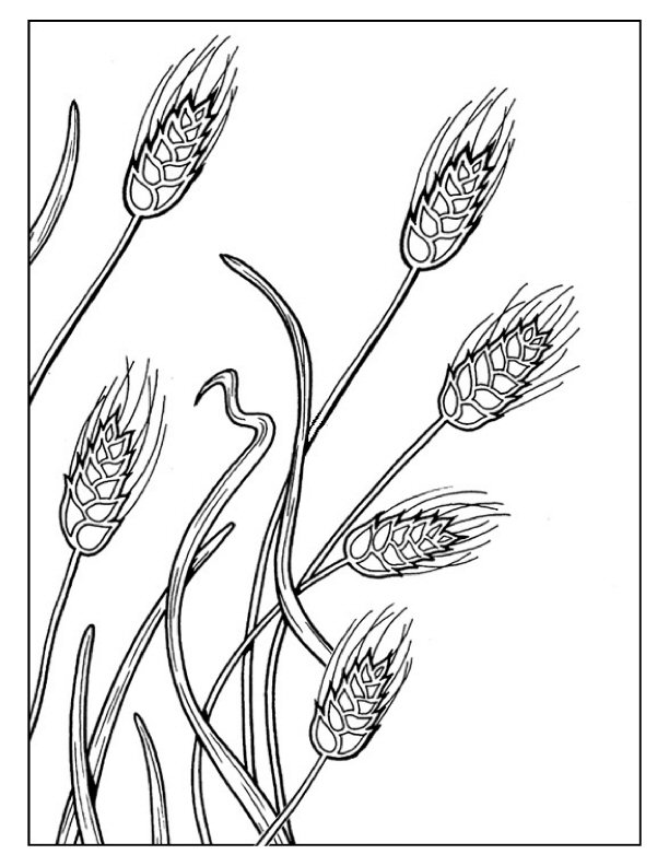 Wheat Coloring Page at Free printable colorings
