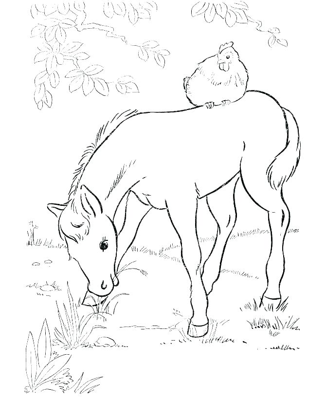 670x820 Horse Jumping Coloring Pages Realistic 670x820 Horse Jumping Coloring Pages Realistic