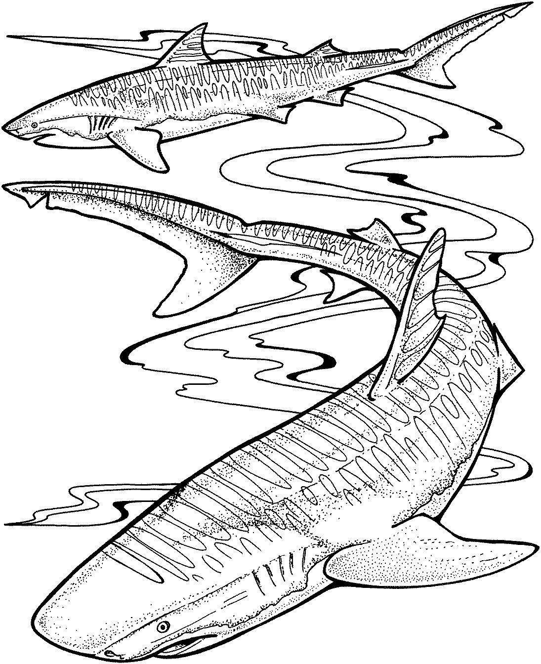 white-shark-coloring-pages-at-getcolorings-free-printable
