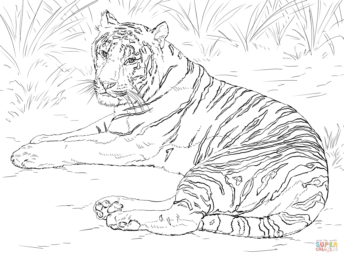 White Tiger Coloring Page At Getcolorings Com Free Printable