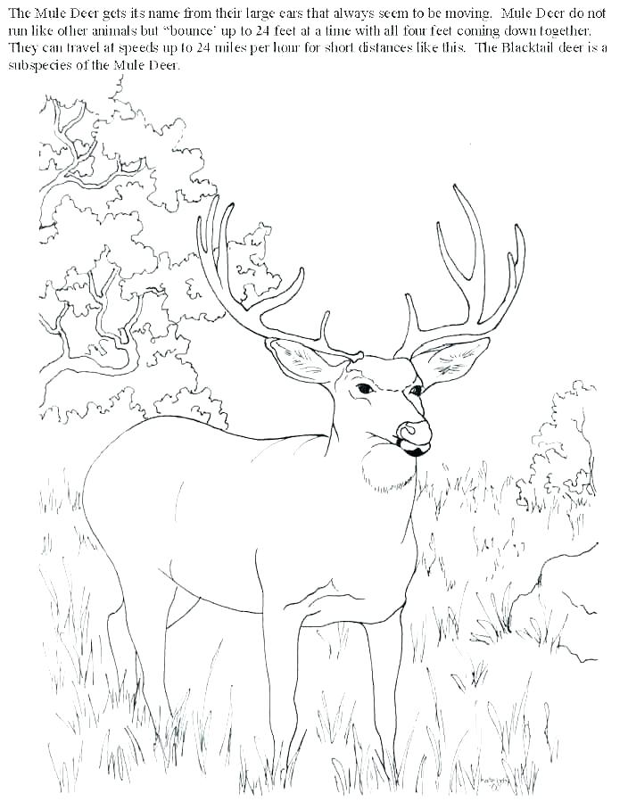 Whitetail Buck Coloring Pages at GetColorings.com | Free printable