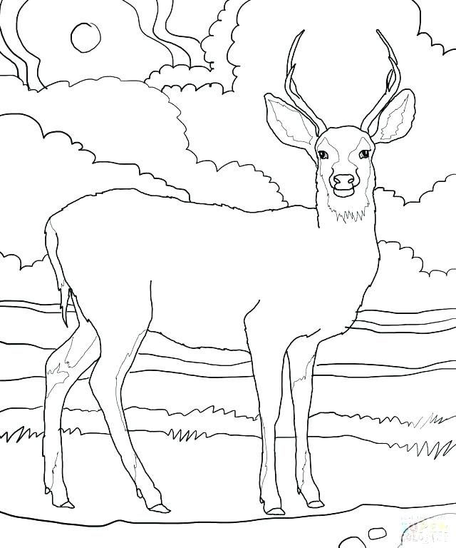 Whitetail Buck Coloring Pages at GetColorings.com | Free printable