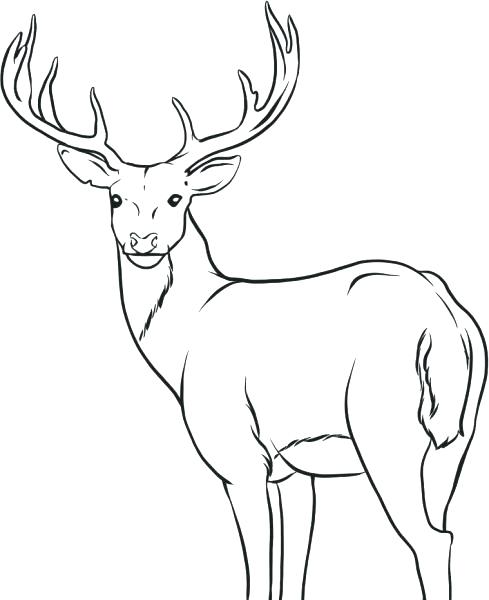 Whitetail Buck Coloring Pages at GetColorings.com | Free printable