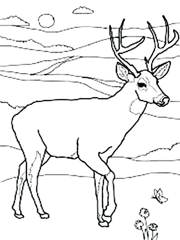 Whitetail Coloring Pages at GetColorings.com | Free printable colorings