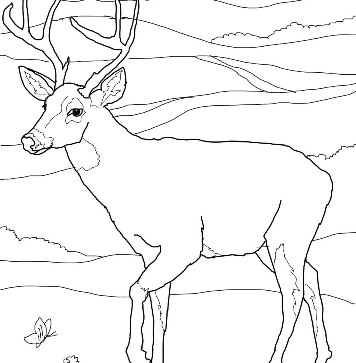 Wild Hog Coloring Pages at GetColorings.com | Free printable colorings