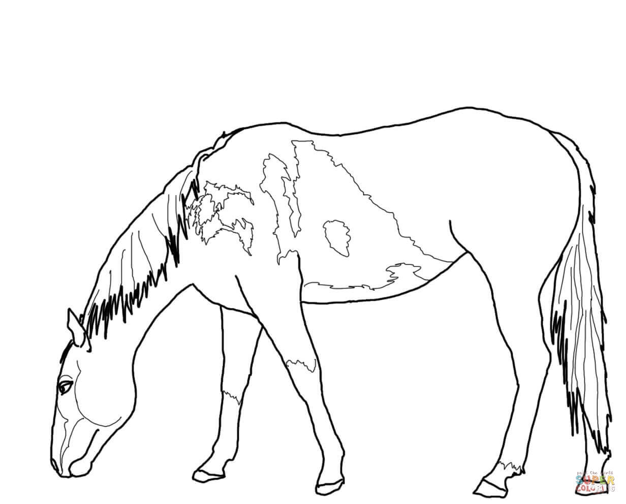 231 Cute Wild Horse Coloring Pages for Adult