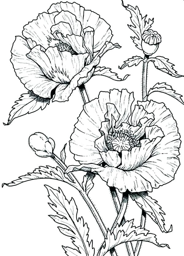 Wildflower Coloring Pages at Free printable