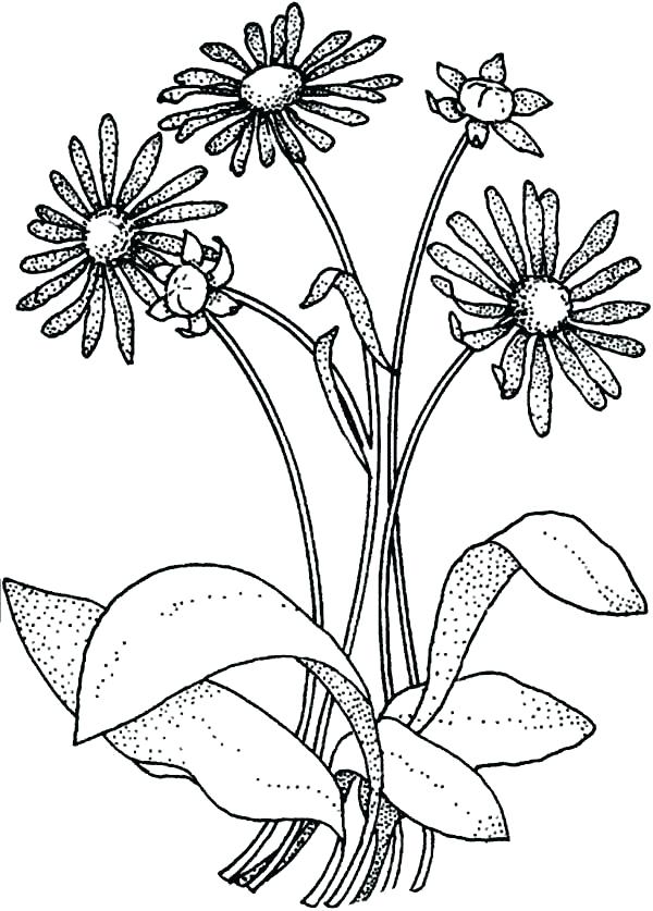 Wildflower Coloring Pages at GetColorings.com | Free printable