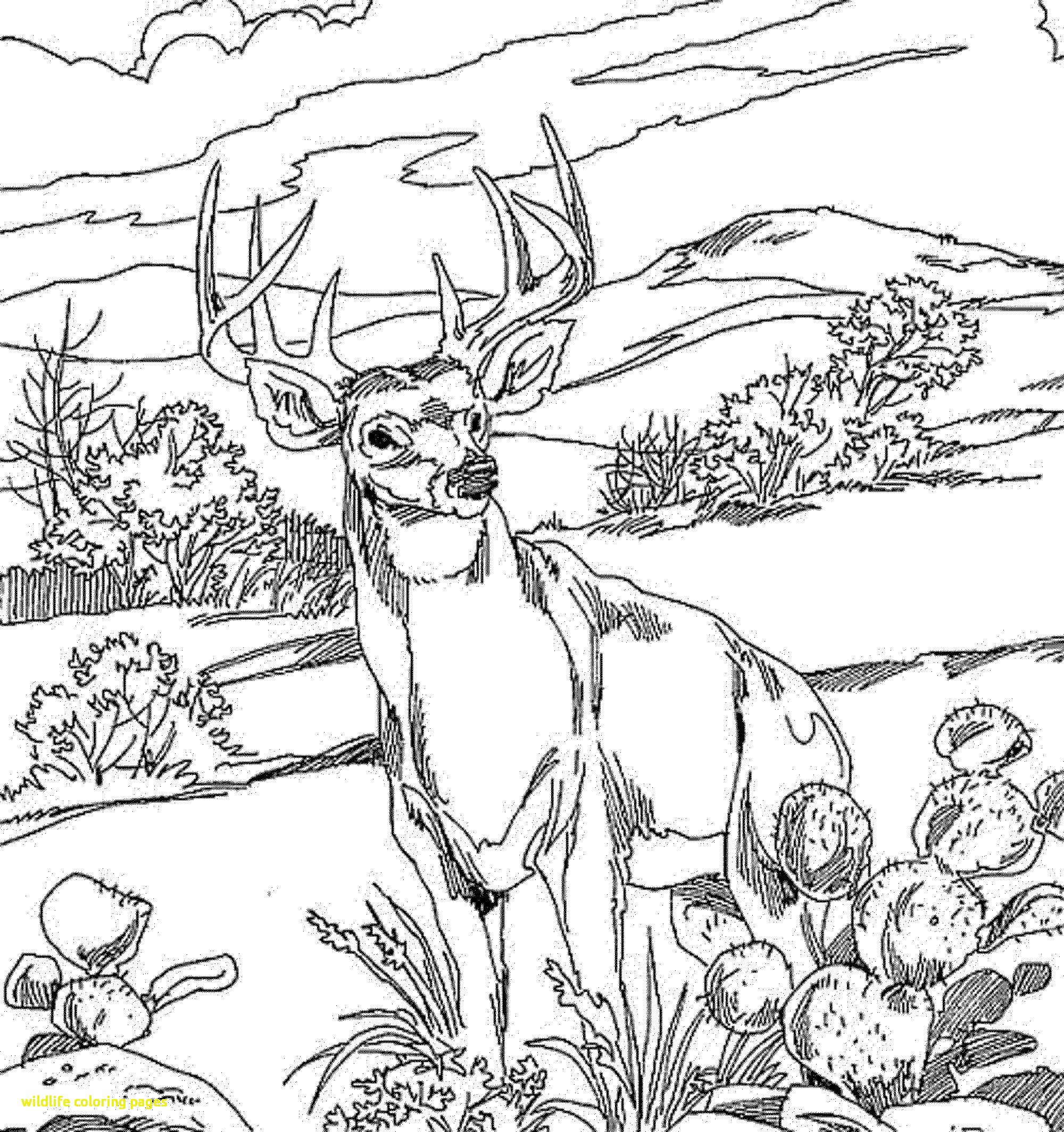 Wild Life Adult Coloring Page Free Printable Not Pinterest