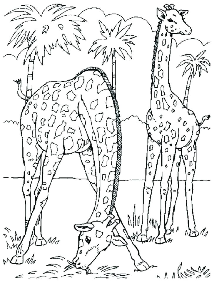 Wildlife Coloring Pages Printable At GetColorings Free Printable Colorings Pages To Print