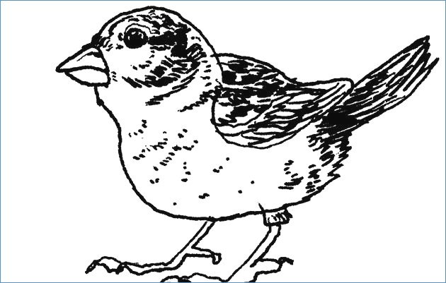 Winter Birds Coloring Pages at GetColorings.com | Free ...