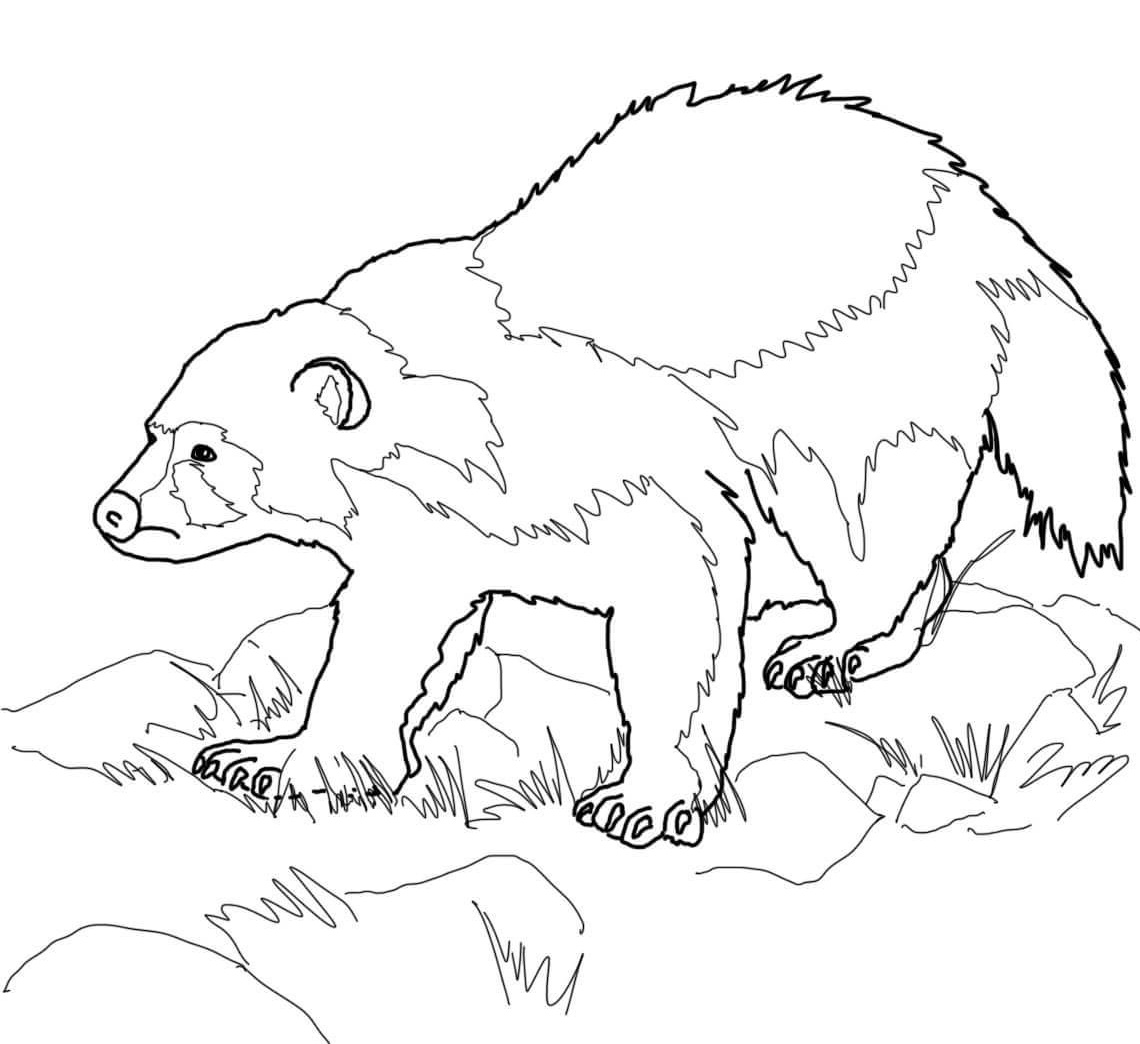 Wolverine Animal Coloring Pages At GetColorings Free Printable 