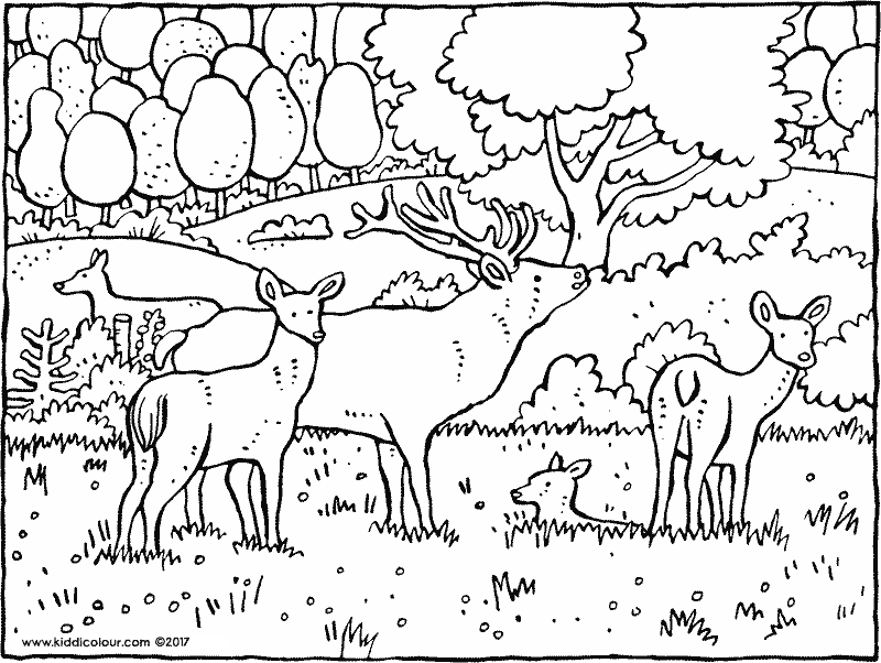 woods coloring pages at getcolorings  free printable