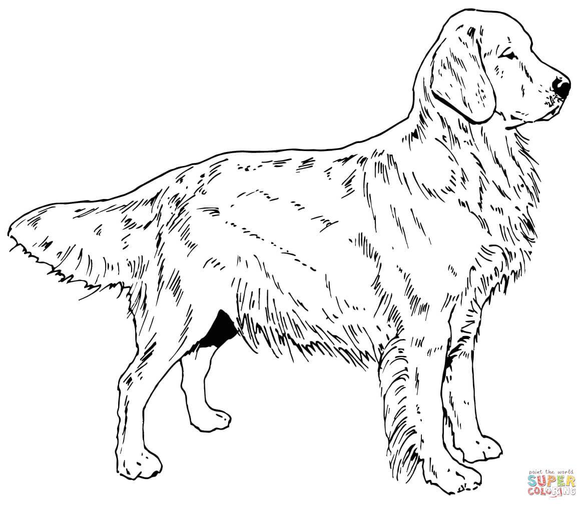 Black Lab Coloring Pages at GetColorings.com | Free ...