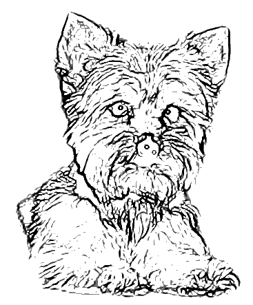 Yorkshire Terrier Coloring Pages at GetColorings.com | Free printable