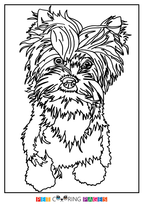Yorkshire Terrier Coloring Pages at GetColorings.com   Free printable ...
