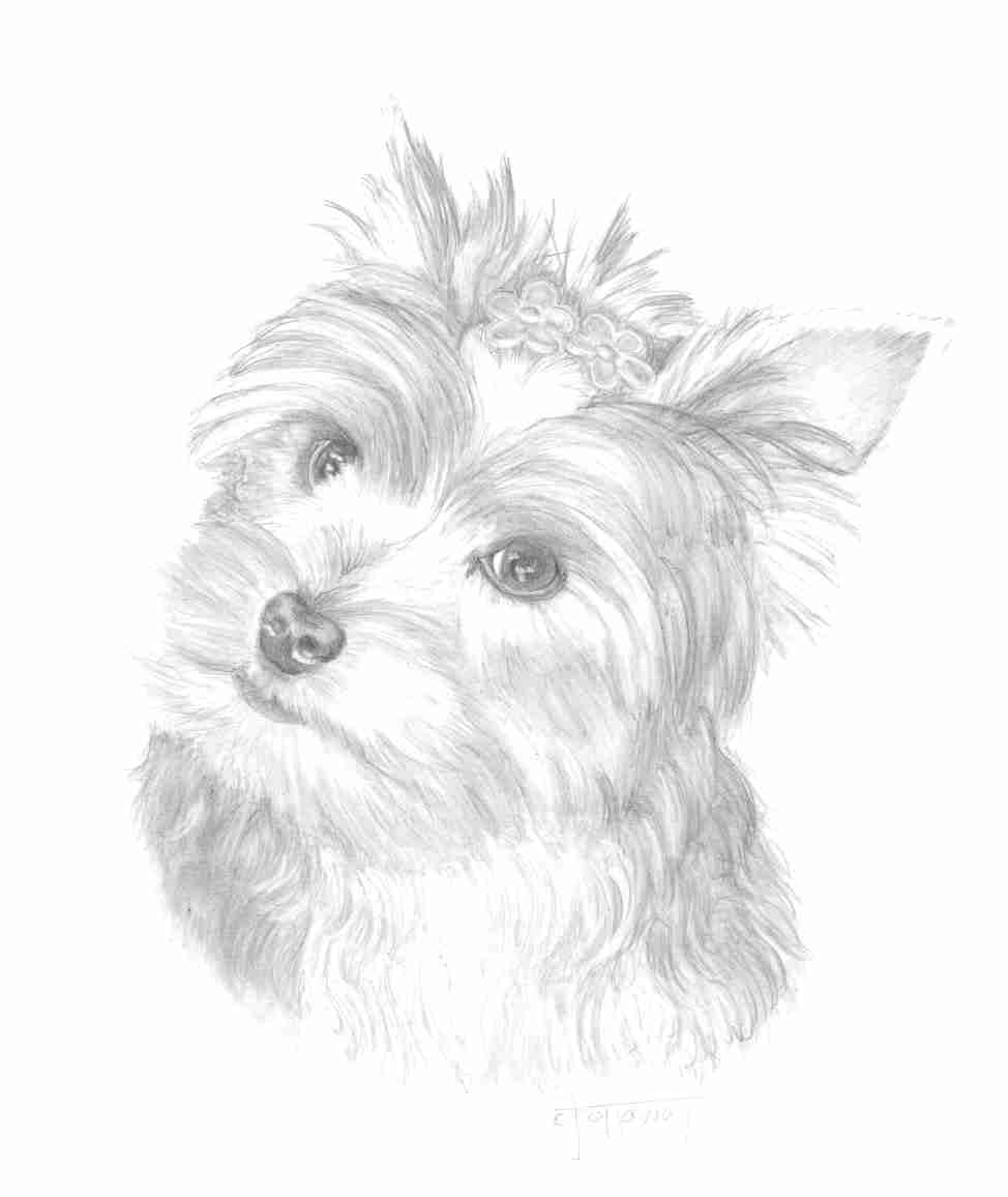 Yorkshire Terrier Coloring Pages at GetColorings.com | Free printable