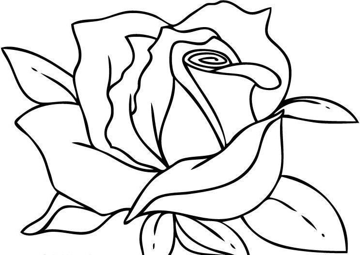 743x527 Coloring Pages Roses I Have Download The Are Beautiful Page