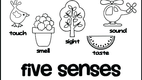 500x280 Five Senses Coloring Page Five Senses Coloring Pages 5 Senses