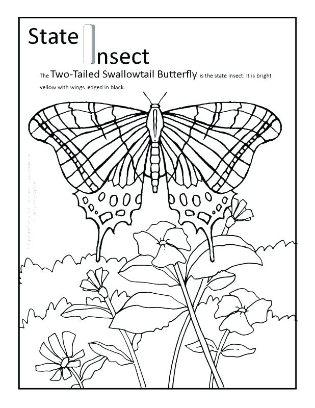 State Coloring Pages Coloring Pages Map Of United States Coloring 618x800 State Coloring Pages Coloring Pages Map Of United States Coloring