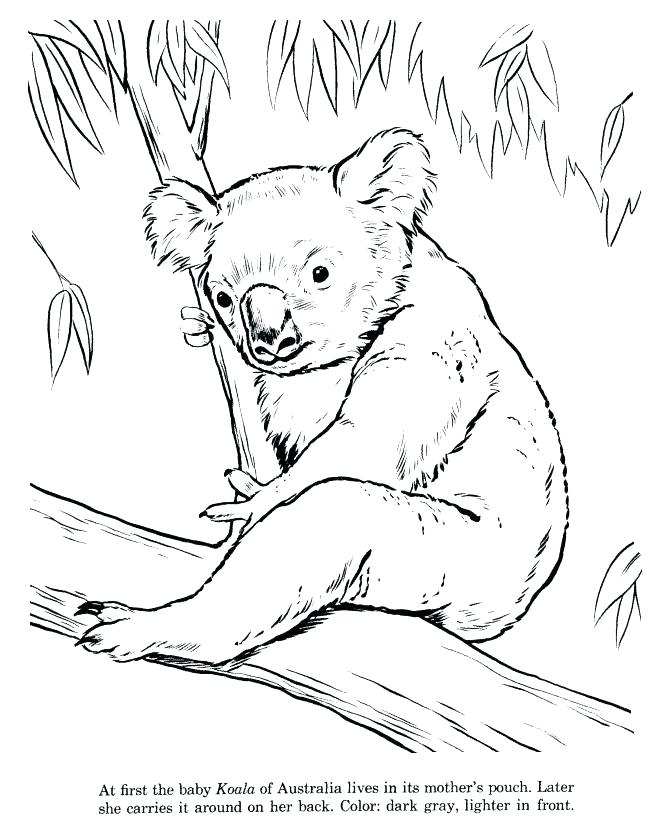 670x820 Printable Pictures Of Zoo Animals Coloring Pages Zoo Animals Zoo