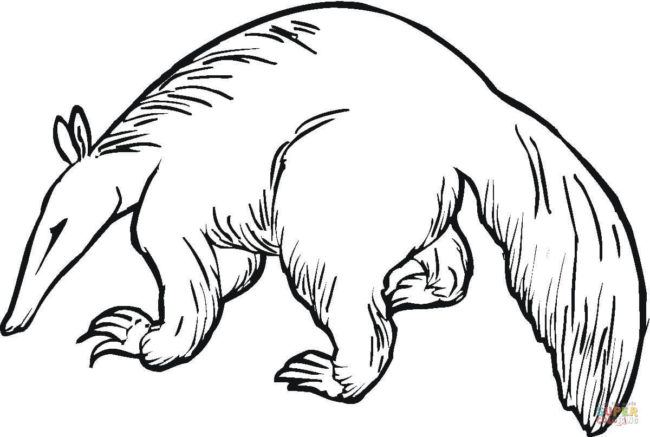650x437 Aardvark Coloring Pages 4 Nice Coloring Pages For Kids