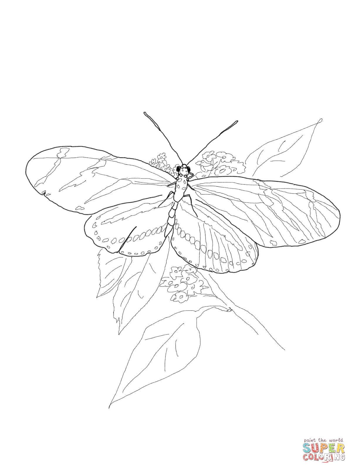 Best Zebra Longwing Butterfly Coloring Page Printable Picture 1200x1600 Best Zebra Longwing Butterfly Coloring Page Printable Picture