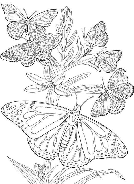 Images Of Printerable Adult Coloring Pages Adult Coloring Pages 523x720 Images Of Printerable Adult Coloring Pages Adult Coloring Pages
