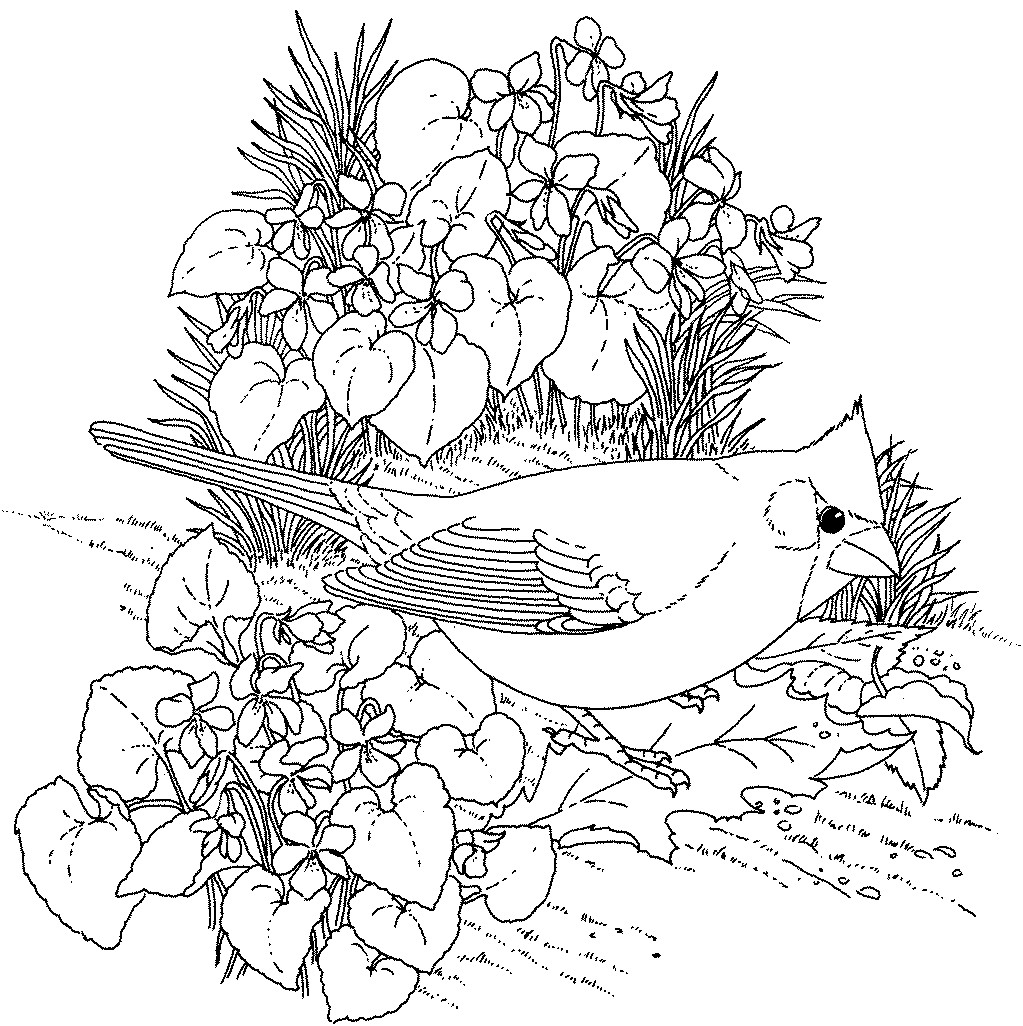 Amazing Free Printable Flower Coloring Pages For Adults 1023x1026 Amazing Free Printable Flower Coloring Pages For Adults