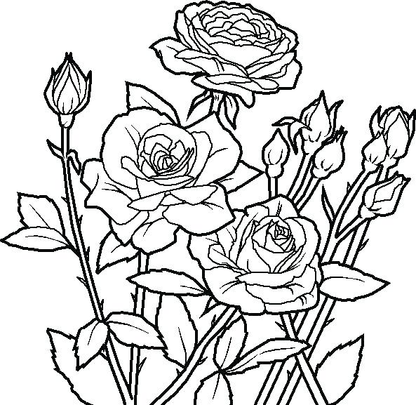 Coloring Pages Flowers For Adults Coloring Page Of A Flower 593x577 Coloring Pages Flowers For Adults Coloring Page Of A Flower